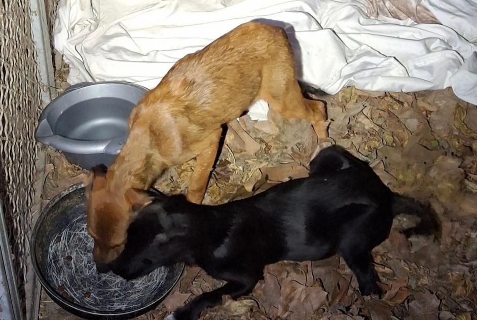 Alerta de Hallazgo Perro cruce Hembra Châteaurenard Francia Alerta de Hallazgo Perro cruce Hembra Châteaurenard Francia