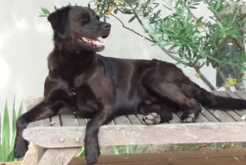 Alerte Disparition Chien croisement Mâle , 13 ans Marignane France Alerte Disparition Chien croisement Mâle , 13 ans Marignane France