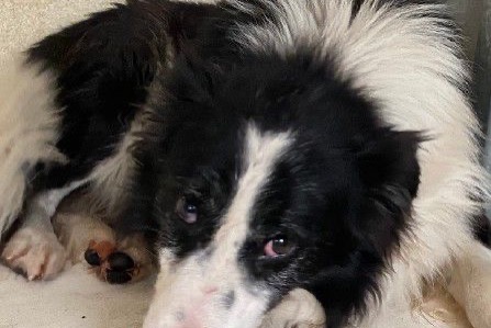 Alerte Découverte Chien croisement Mâle Trets France Alerte Découverte Chien croisement Mâle Trets France
