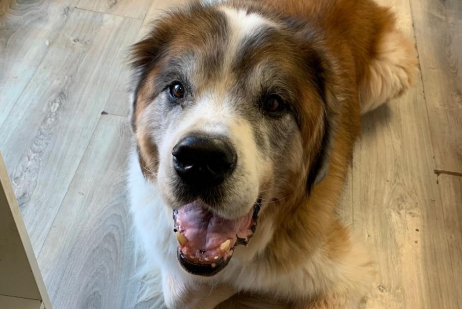 Alerte Disparition Chien  Mâle , 11 ans Éguilles France