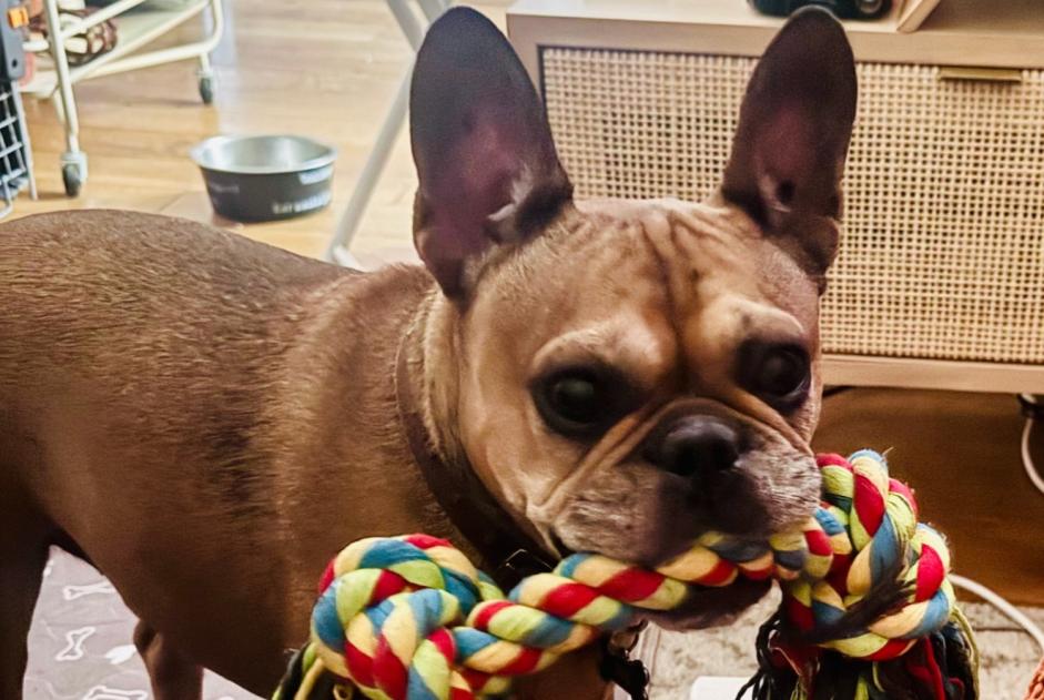 Alerte Disparition Chien  Mâle , 11 ans Aix-en-Provence France