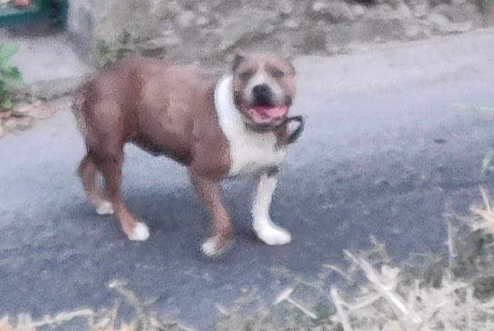 Ontdekkingsalarm Hond Mannetje Marseille Frankrijk Ontdekkingsalarm Hond Mannetje Marseille Frankrijk