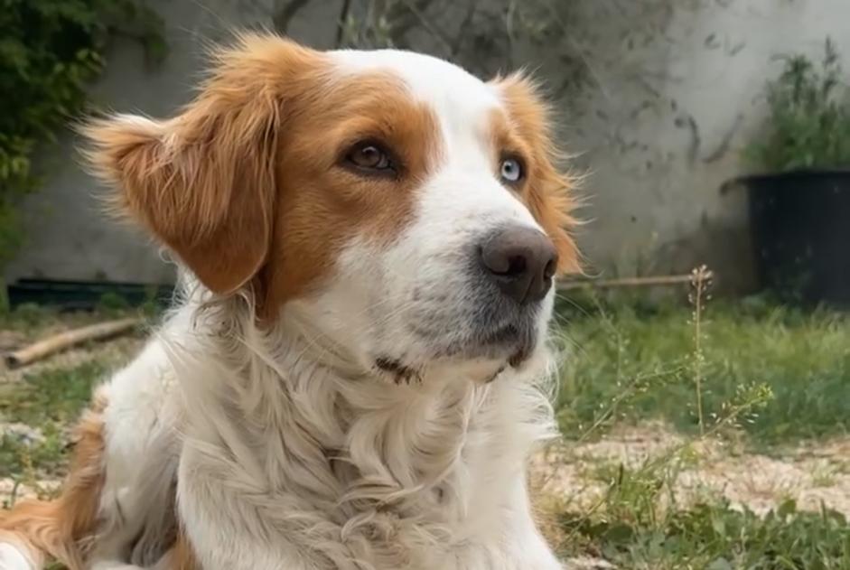 Alerta desaparecimento Cão cruzamento Fêmea , 6 anos Aubagne France Alerta desaparecimento Cão cruzamento Fêmea , 6 anos Aubagne France